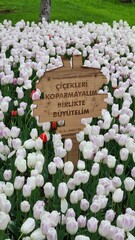The tulips exhibit a delicate texture and a creamy white color, accentuated by their vibrant yellow...