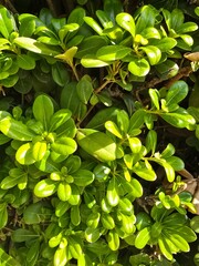 green leaves background