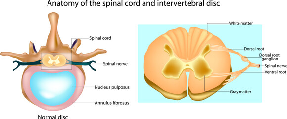 Anatomy of the Spinal Cord and Intervertebral Disc Cross Section Illustration. Medical Diagram of Normal Intervertebral Disc and Spinal Cord Structure. Educational Anatomy Chart of Spinal Nerve, Disc,