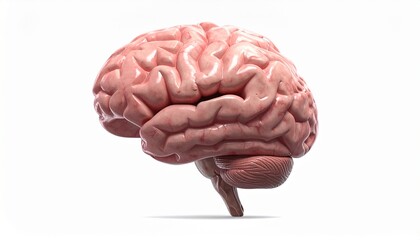 human brain