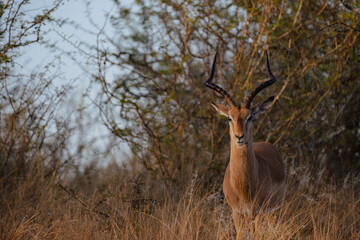 Male Impala with Long Curved Horns in Grassland