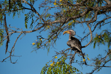 Yellow-Billed Hornbill Perched on Tree Branch