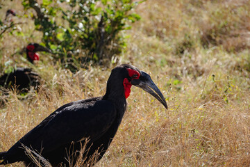 Southern Ground Hornbill Standing in Grassland