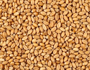 Fototapeta premium Close-up wheat grains texture