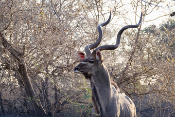 Kudu