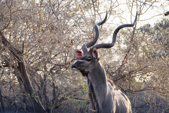 Kudu