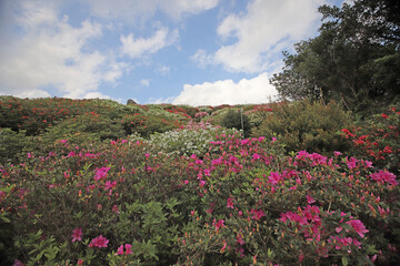 ツツジの咲く丘