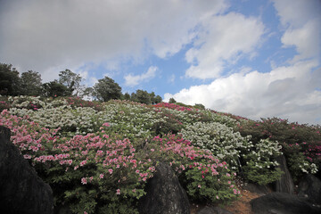 ツツジの咲く丘