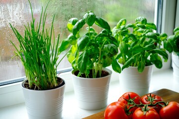 Basil and Chives in Pots by a Window with Tomatoes
