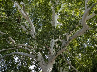 Majestic Tree with White Branches, Ancient Plane Tree