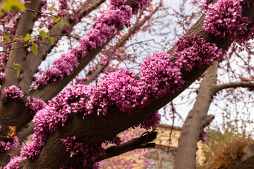 Beautiful lilac flowers on a tree trunk.