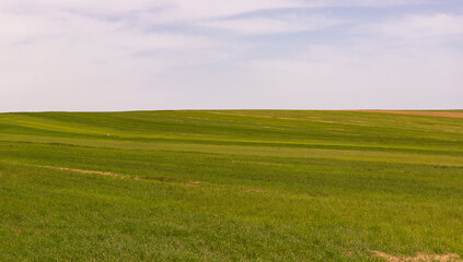 Green fields of young wheat in the mountains.