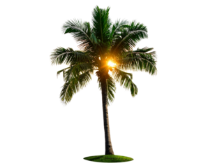 Lush Green Palm Tree with Sunset Glow – Minimal Tropical Style
