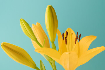 黄色の百合の花と蕾を青背景で撮影05