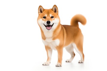 Shiba inu mammal animal dog.
