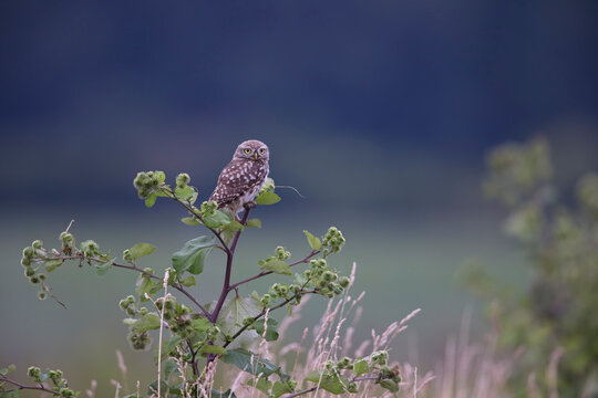 Steinkauz auf Distel in sommerlicher Wiesenlandschaft &ndash; kleine Eule mit charakteristischem Blick, Symbol f&uuml;r Artenvielfalt, Naturfotografie, Wildtiere und Biodiversit&auml;t in Europa