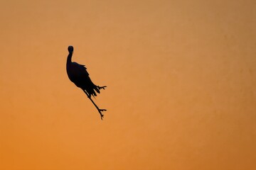 Silhouette of Crane Bird in Flight Against Sunset Sky