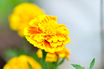 marigold or calendula flower , Tagetes erecta  L or Compositae or African Marigold
