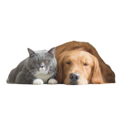 Dogs and Cats isolated on white background