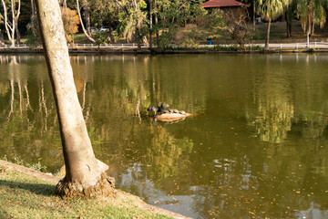 Birds and turtles on a stone. National state park Horto Florestal.