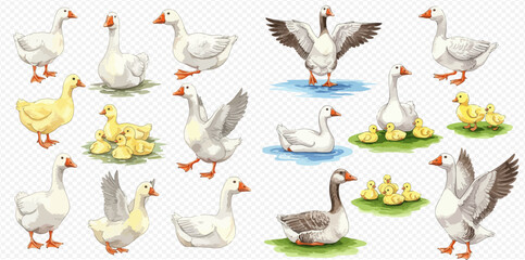A charming collection of watercolor illustrations featuring domestic geese and cute yellow goslings in various poses like standing, swimming, and flapping their wings. © studio