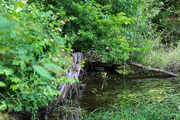 Fototapeta premium ​A small forest pond, surrounded by dense green vegetation and fallen trees, creating a wild and secluded landscape. The murky water reflects the surrounding world, highlighting the natural silence an