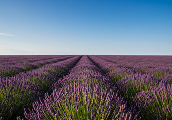 Fototapeta premium Rows of blooming lavender stretch to the horizon under a clear blue sky, creating a vibrant and peaceful landscape.