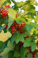 Ripe, redcurrant berries hang in bunches from branches, surrounded by bright green leaves. The juicy fruits glisten in the sun, creating an appetizing and fresh look.