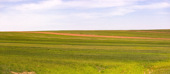 Green fields of young wheat in the mountains.