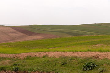 Green fields of young wheat in the mountains.
