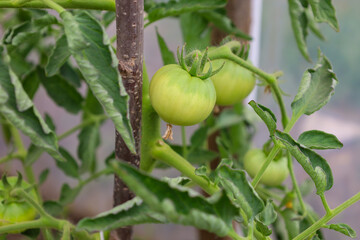 Small green tomatoes are growing on branches tied to stakes. Their leaves and young fruits stand out against the blurred greenhouse background, emphasizing freshness and growth.