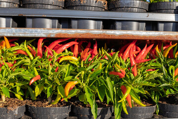 Close-up of colorful chili peppers in pots