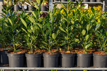 Young cherry laurel plants in nursery pots
