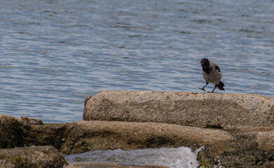 crow on the beach