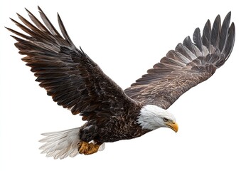 Powerful bald eagle in flight against a white background