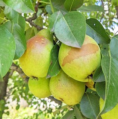 Ripe pears hang from the branches of a tree, surrounded by green leaves. The fruits are yellow-green in color with a pink blush, illuminated by the sun