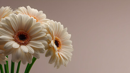 Close-up of four cream-colored gerbera daisies against a muted pink background.