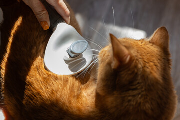 Brushing domestic cat&rsquo;s back with grooming brush
