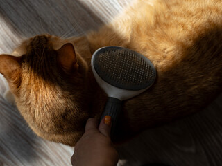 Cat fur collected on grooming brush