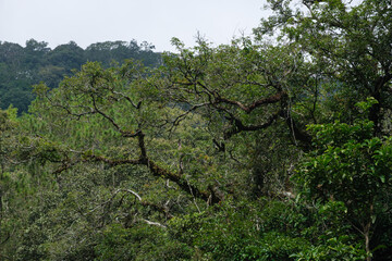 Lush Green Forest with Intertwined Branches on a Clear Day