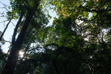 Lush Green Forest Canopy in Bright Sunlight Creating a Tranquil Atmosphere