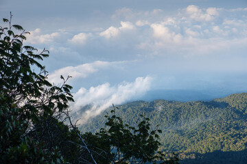 Lush Green Forest with Mist Rising Underneath a Peaceful Cloudy Sky