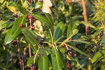 Close up of cherry laurel branches with berries