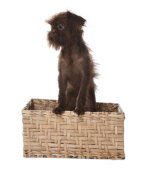 Cute Griffon puppy in wicker basket on white background