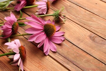Beautiful Echinacea flowers on wooden table, closeup. Space for text