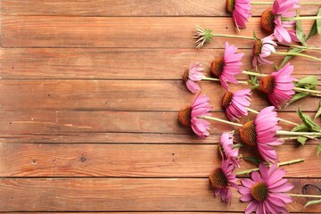 Beautiful Echinacea flowers on wooden table, flat lay. Space for text