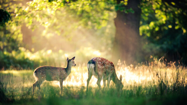 Fototapeta Side view of Two deer standing in a park int he sunlight, Kent, England, UK