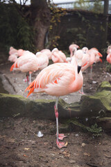 flamingo at Edinburgh Zoo Scotland Wildlife Animal
