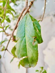 bug on leaf