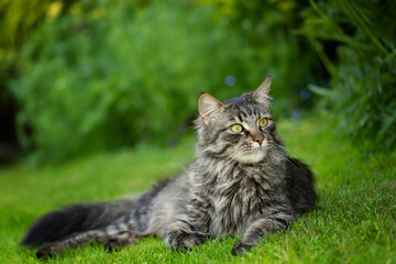 Majestic, purebred cat basking in the sun on green grass, Maine Coon breed, wallpaper or background